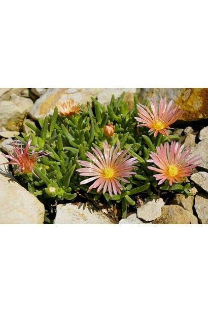 Делосперма Келаїдіс